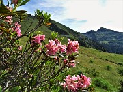 14 Rododendri rossi (Rhododendron ferrugineum) con vista in Arete-Valegino